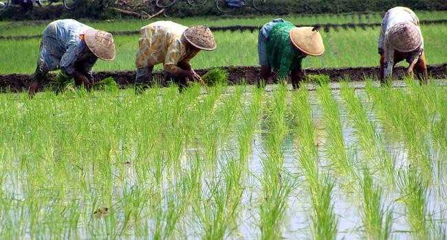 Ekonomi Pembangunan: Pengertian, Tujuan, Faktor Dan Lain-lain